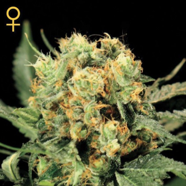 Semillas feminizadas The Church Green House de Green House