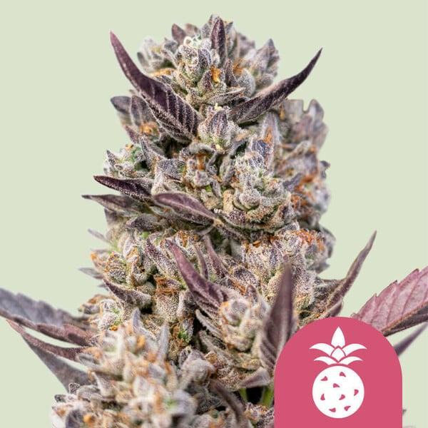 Planta de cannabis Tropicana Cookies feminizada en cultivo interior
