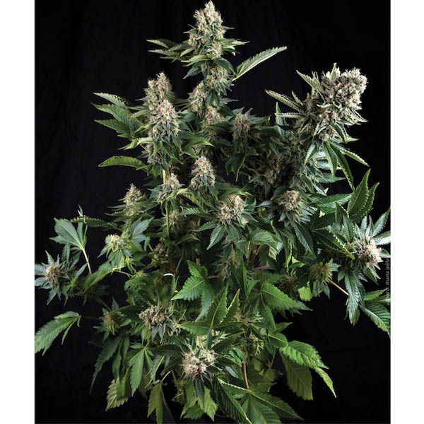 Semilla feminizada White Widow de Pyramid Seeds en blister