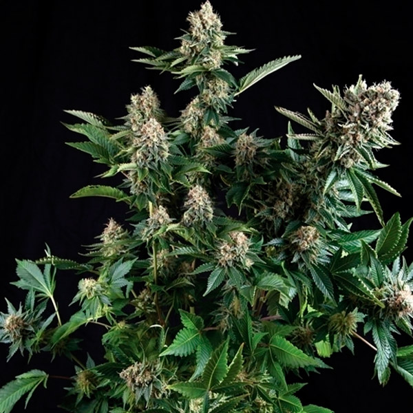 semillas feminizadas White Widow de Pyramid Seeds para cultivo