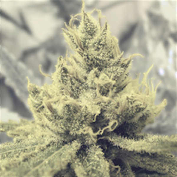 Semillas feminizadas Y Griega de Medical Seeds para cultivo