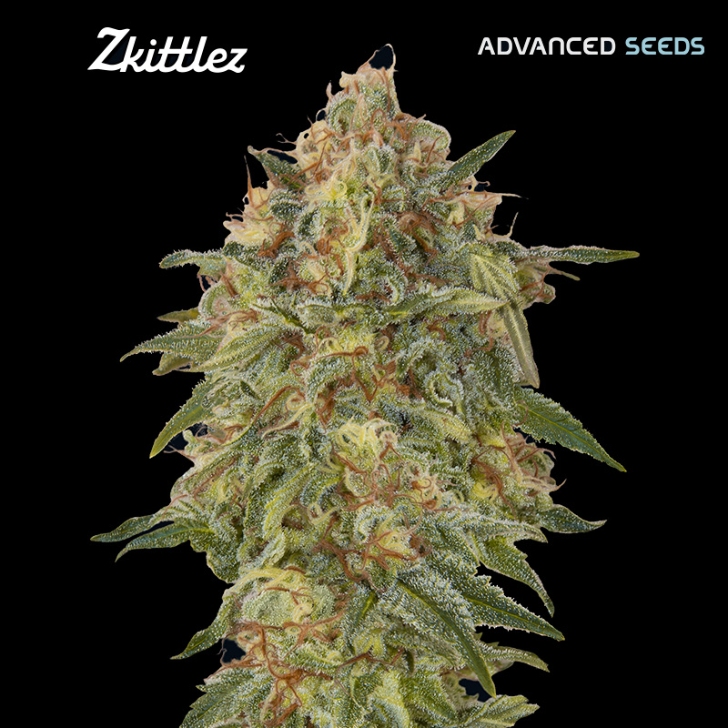 semillas feminizadas Zkittlez de Advanced Seeds para cultivo