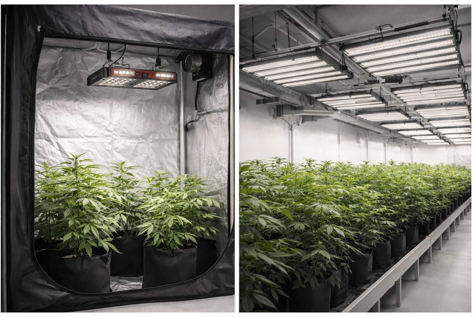 Armario de cultivo interior con plantas de marihuana iluminadas con panel LED