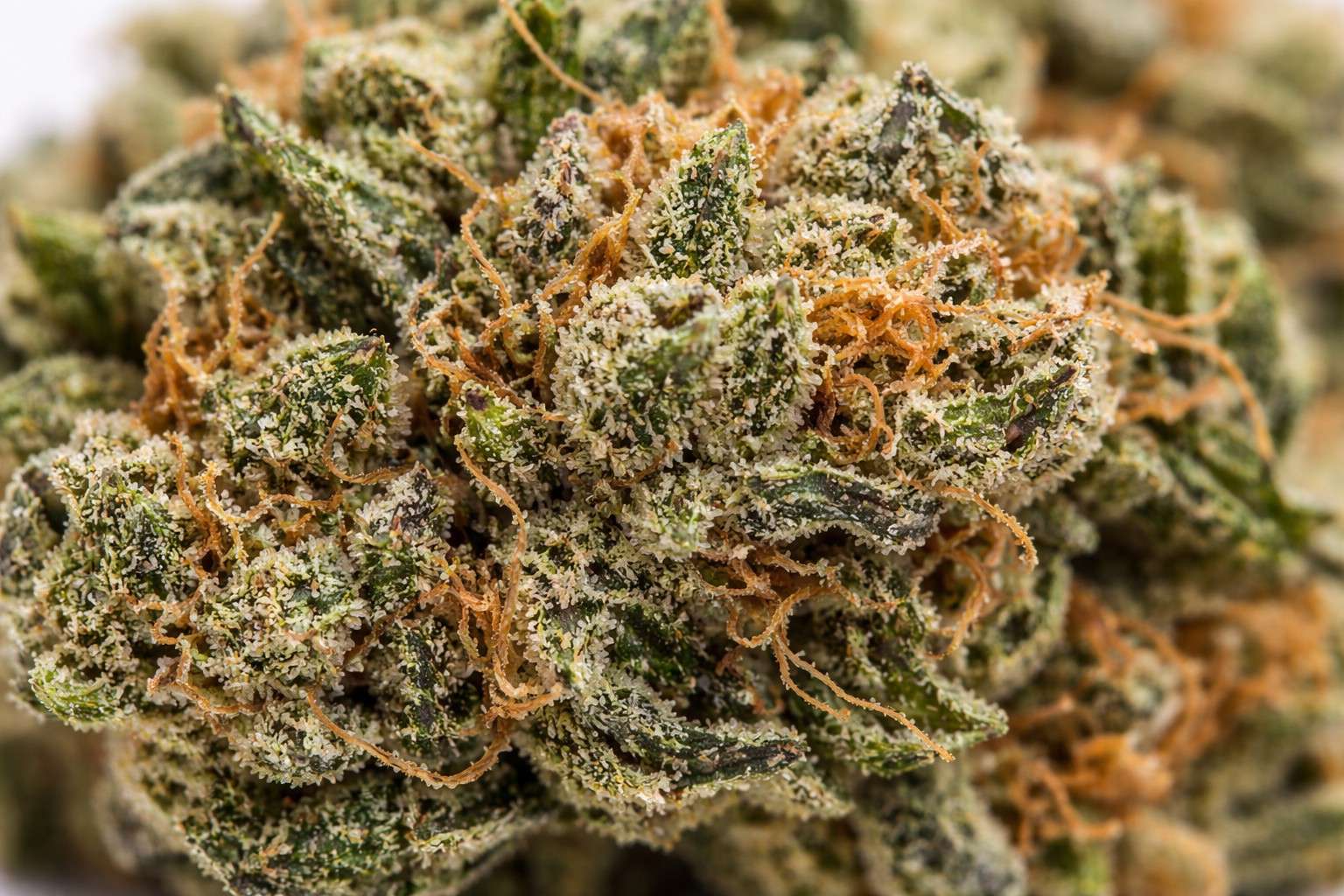 Primer plano de flor de CBD con tricomas visibles y estructura compacta