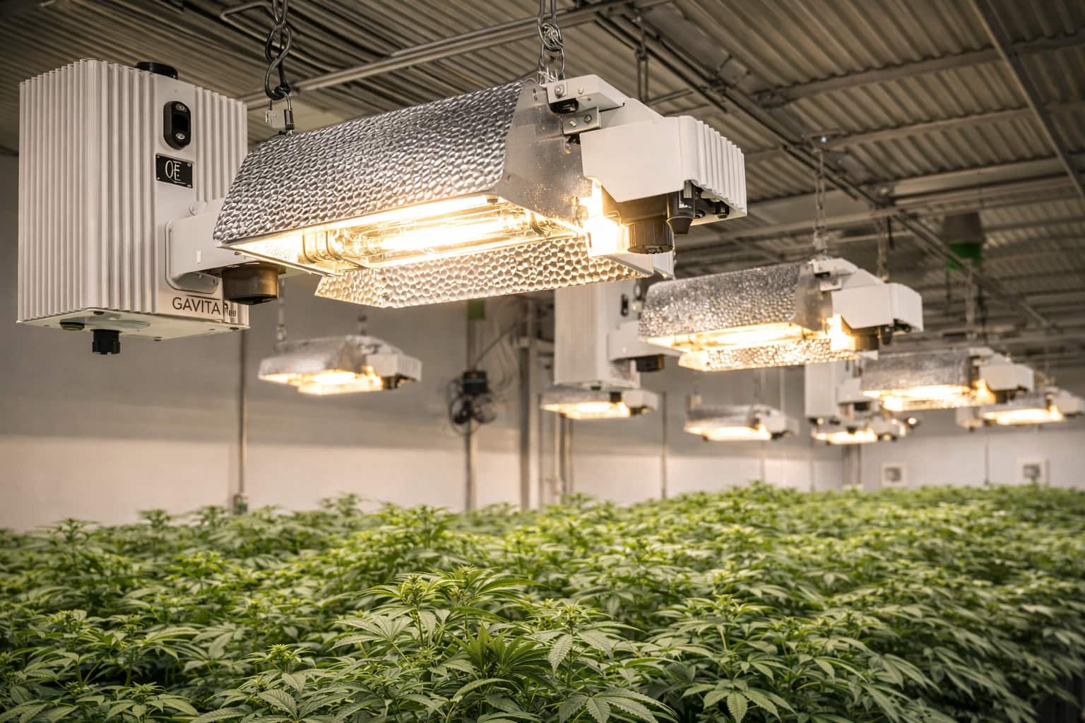 Kits de iluminación HPS profesionales instalados en cultivo interior de gran superficie