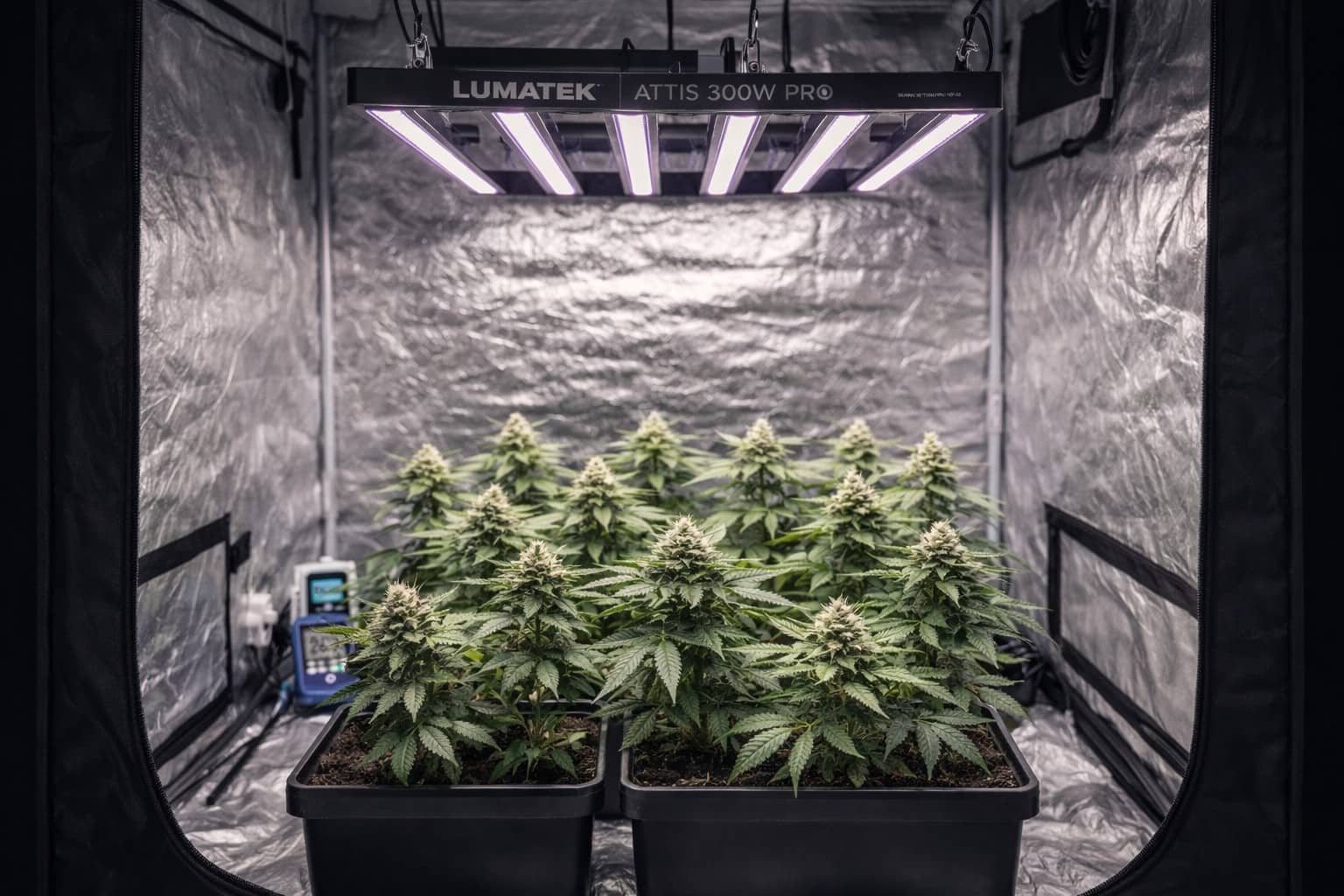 LED Lumatek Attis iluminando un armario de cultivo indoor