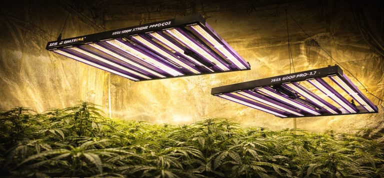 Iluminación LED Lumatek Zeus funcionando en cultivo interior profesional