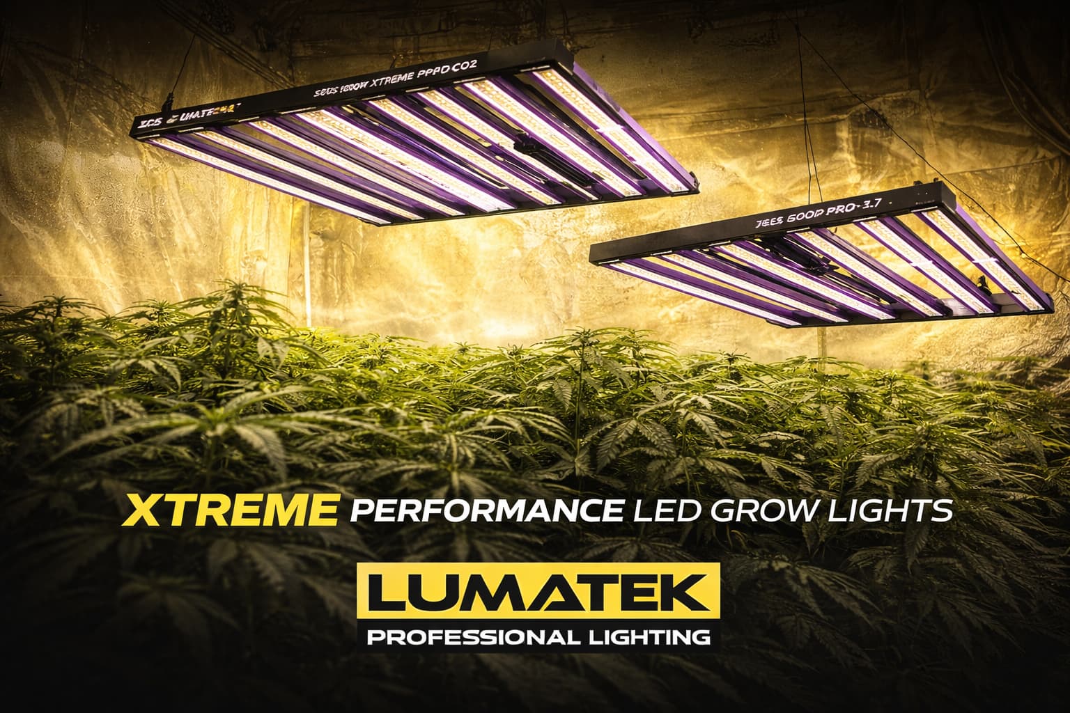 Iluminación LED Lumatek Zeus funcionando en cultivo interior profesional
