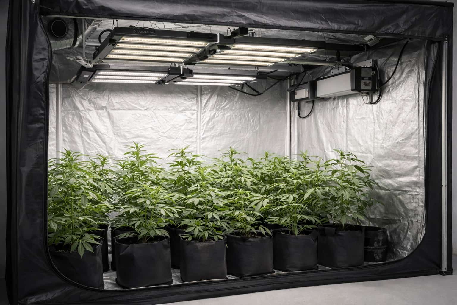 Paneles de iluminación LED colgados en cultivo interior profesional con distribución uniforme de luz