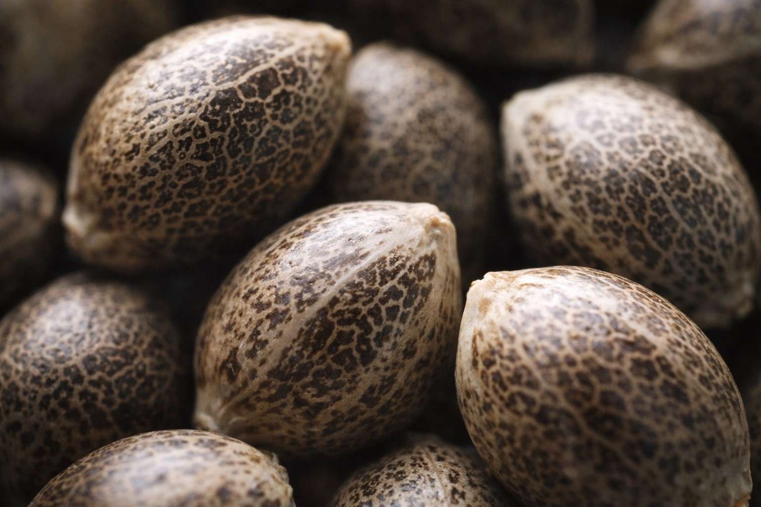 Primer plano de semillas de marihuana mostrando su calidad genética y maduración