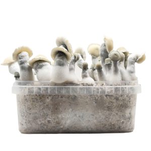 Pan de setas Albino Bluey Vuitton Hybrid