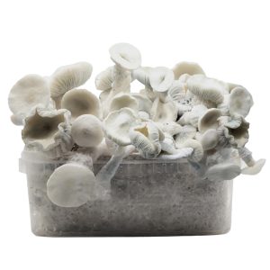 Pan de setas Averis Albino