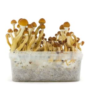 Pan de setas Ecuador