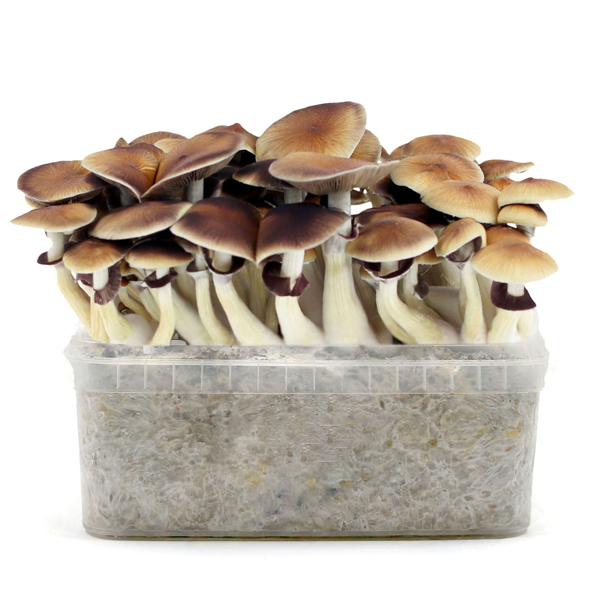 Pan de setas Golden Teacher