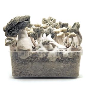 Pan de setas Jack Frost Hybrid