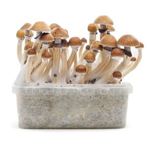 Pan de setas MC Kennaii