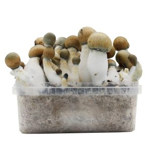 Pan de setas Melmac Thrasher Hybrid