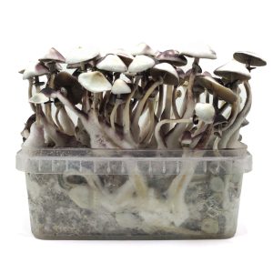 Pan de setas Moby Dick