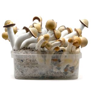 Pan de setas Penis Envy Hybrid