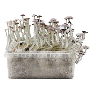 Pan de setas Super Natalensis