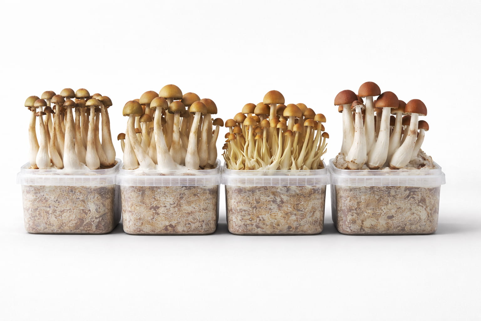 Colección completa de panes de setas de psilocibina con múltiples genéticas