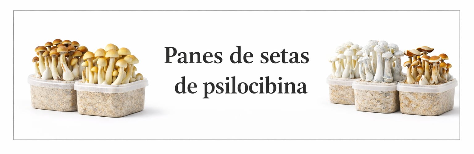 Categoría de panes de setas de psilocibina para coleccionismo y estudio micológico