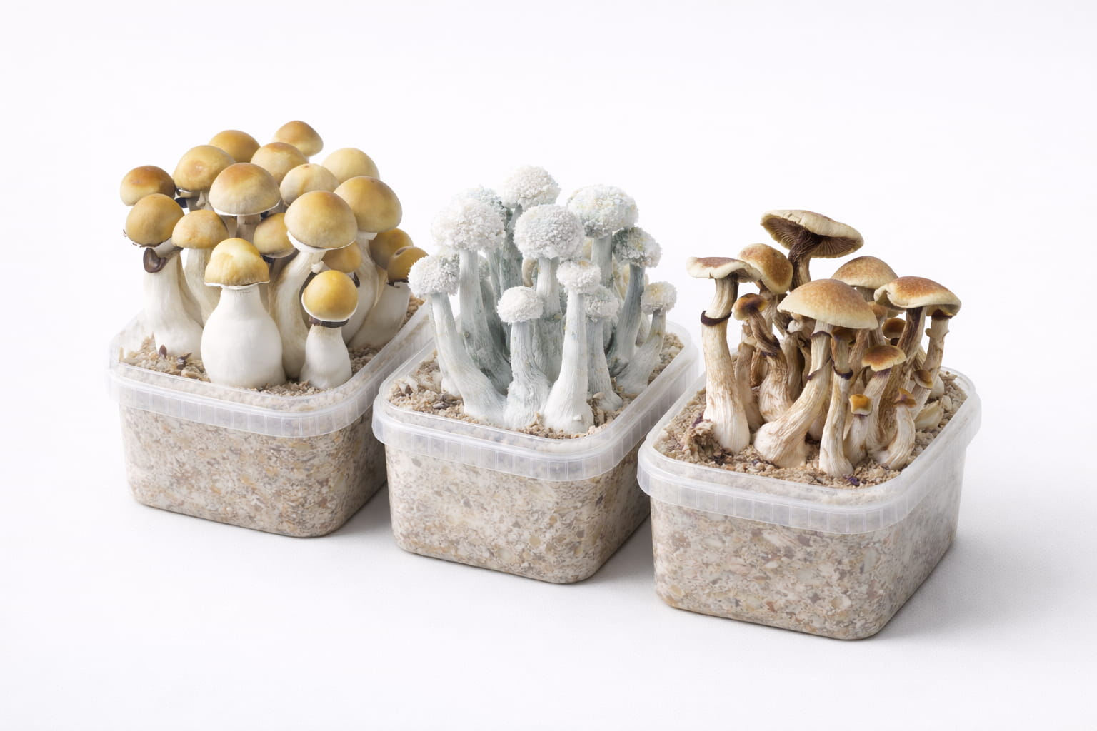 Comparativa visual de panes de setas de psilocibina albinos, híbridos y clásicos