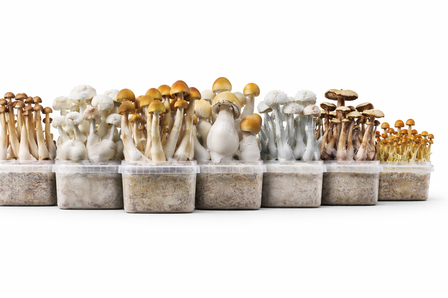 Panes de setas de psilocibina con diferentes genéticas para coleccionismo y estudio micológico