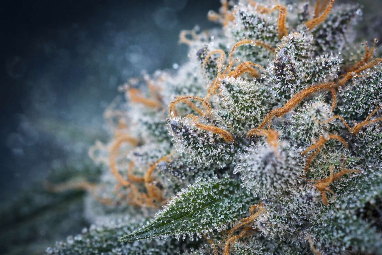 Detalle macro de un cogollo con abundantes tricomas y pistilos naranjas, fondo desenfocado en tonos fríos