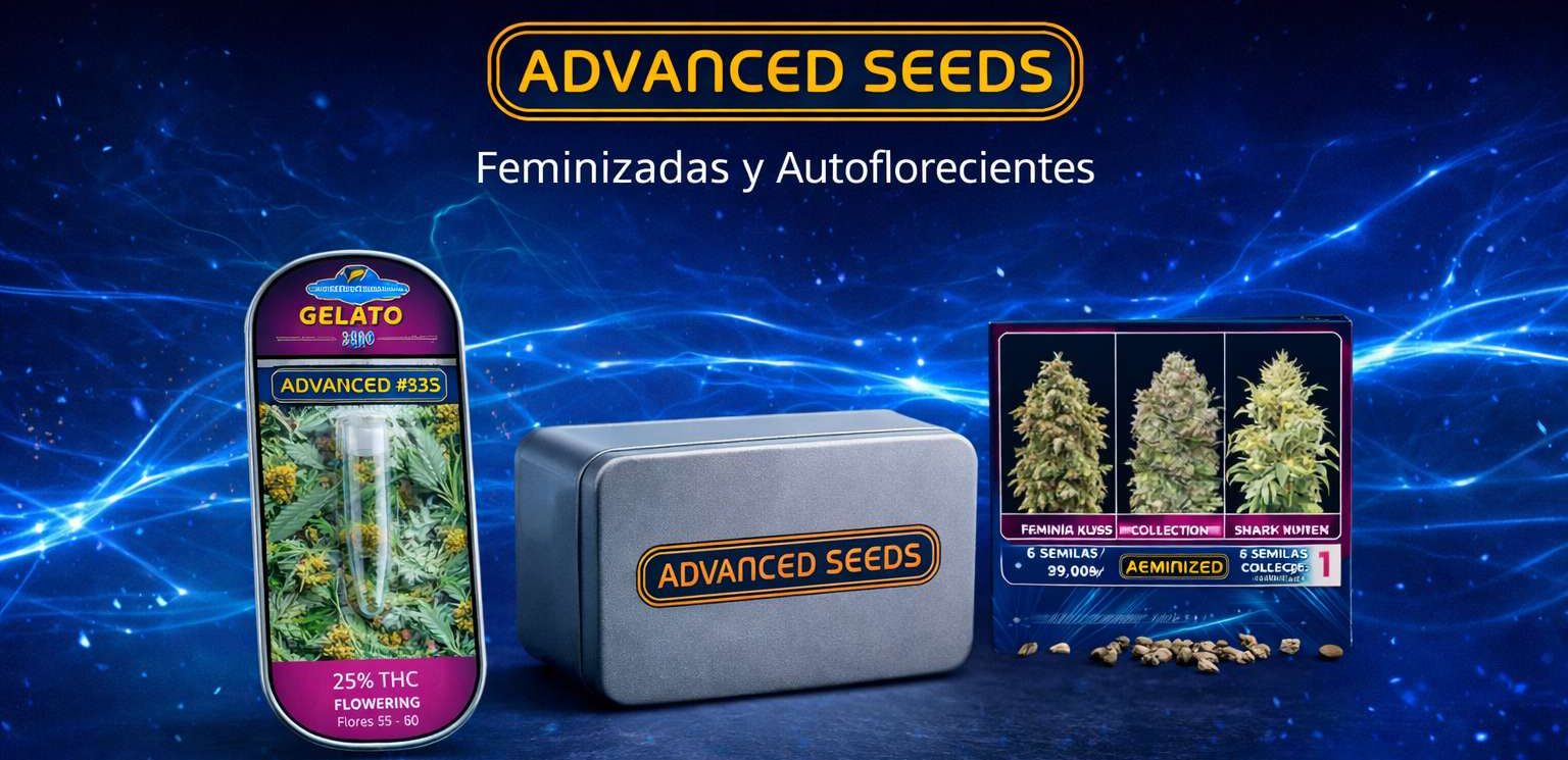 Composición de Advanced Seeds con Gelato #33, estuche metálico y caja de colección sobre fondo azul eléctrico