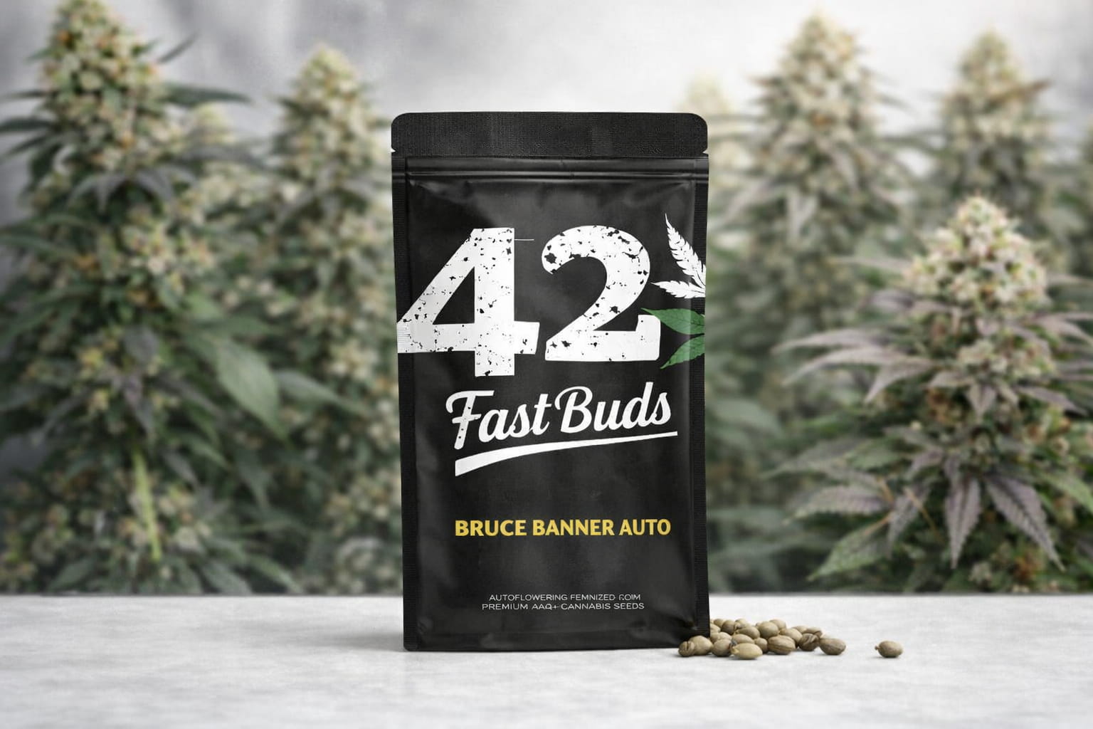Bruce Banner Auto de Fast Buds en bolsa original con semillas sobre mesa y cultivo indoor al fondo