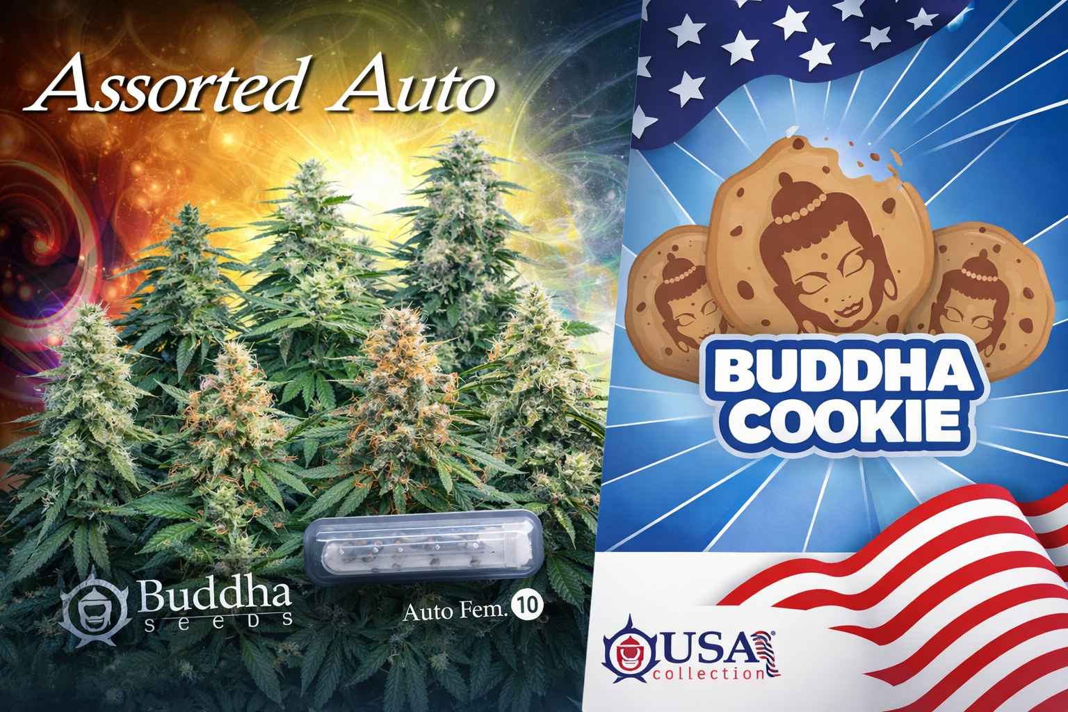 Buddha Seeds Assorted Auto con plantas en floración y packaging Buddha Cookie USA Collection