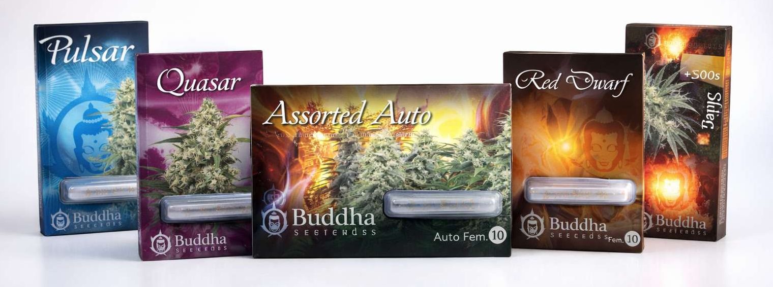 Lineup de Buddha Seeds con Pulsar, Quasar, Assorted Auto y Red Dwarf junto a otras cajas, en estudio sobre fondo blanco