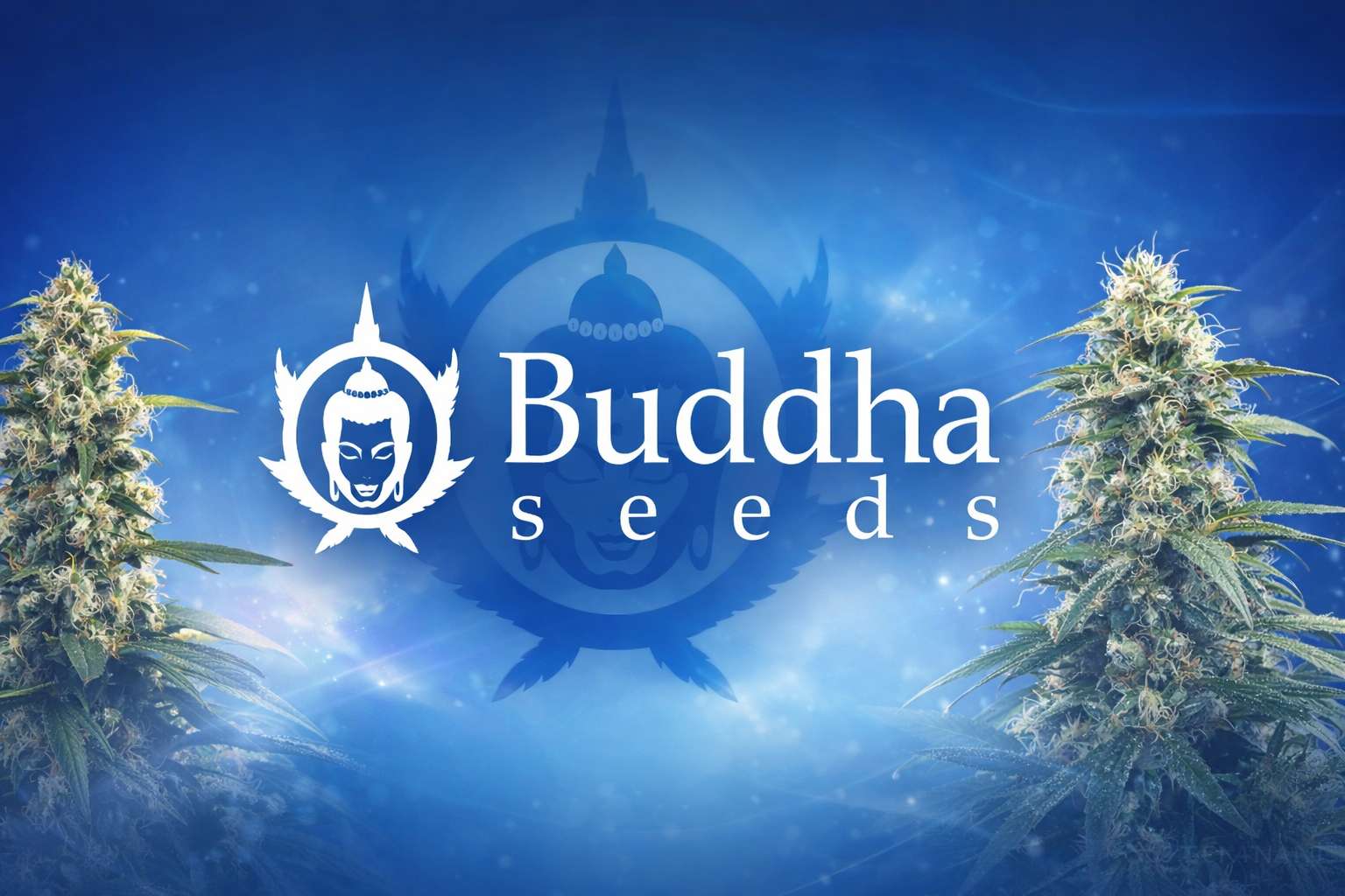 Logo de Buddha Seeds con dos cogollos de cannabis a los lados sobre fondo azul