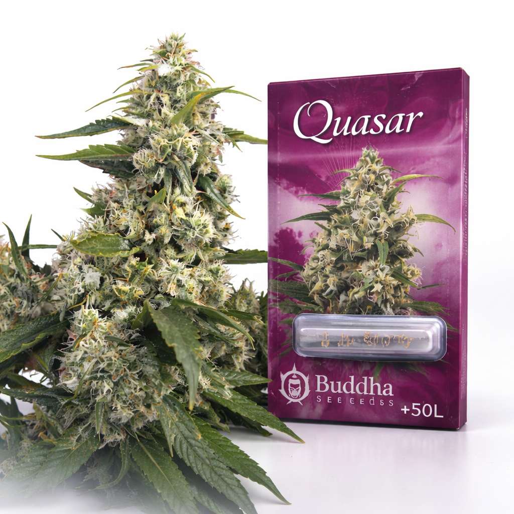 Caja Quasar de Buddha Seeds junto a una planta en floración, con blíster de semillas visible sobre fondo blanco