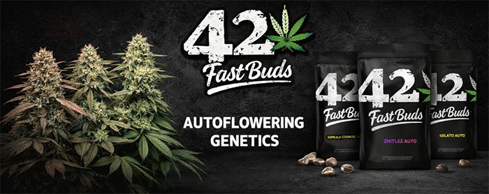 Bruce Banner Auto Fast Buds semillas autoflorecientes en envase original