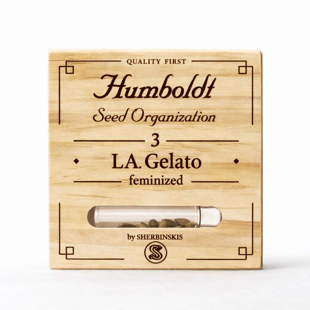 Caja de semillas L.A. Gelato feminizadas de Humboldt Seed Organization con tubo transparente y 3 unidades visibles