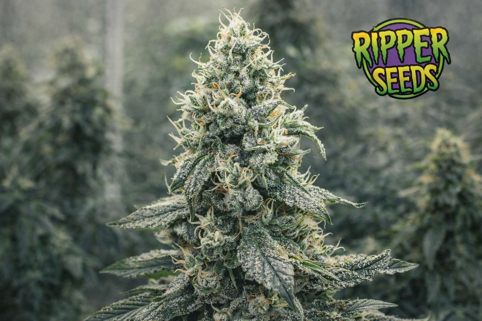 Flor de cannabis cubierta de resina en primer plano con el logotipo de Ripper Seeds en la esquina superior derecha