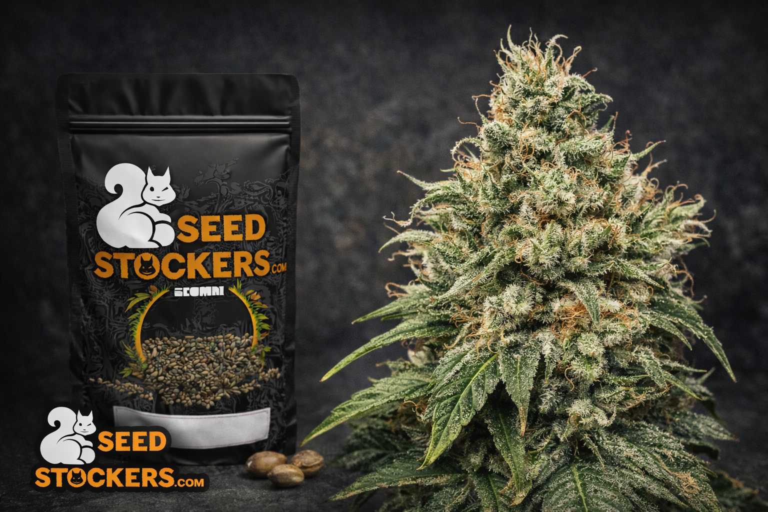 Bolsa Seedstockers junto a planta en floración con cogollo denso y resinoso