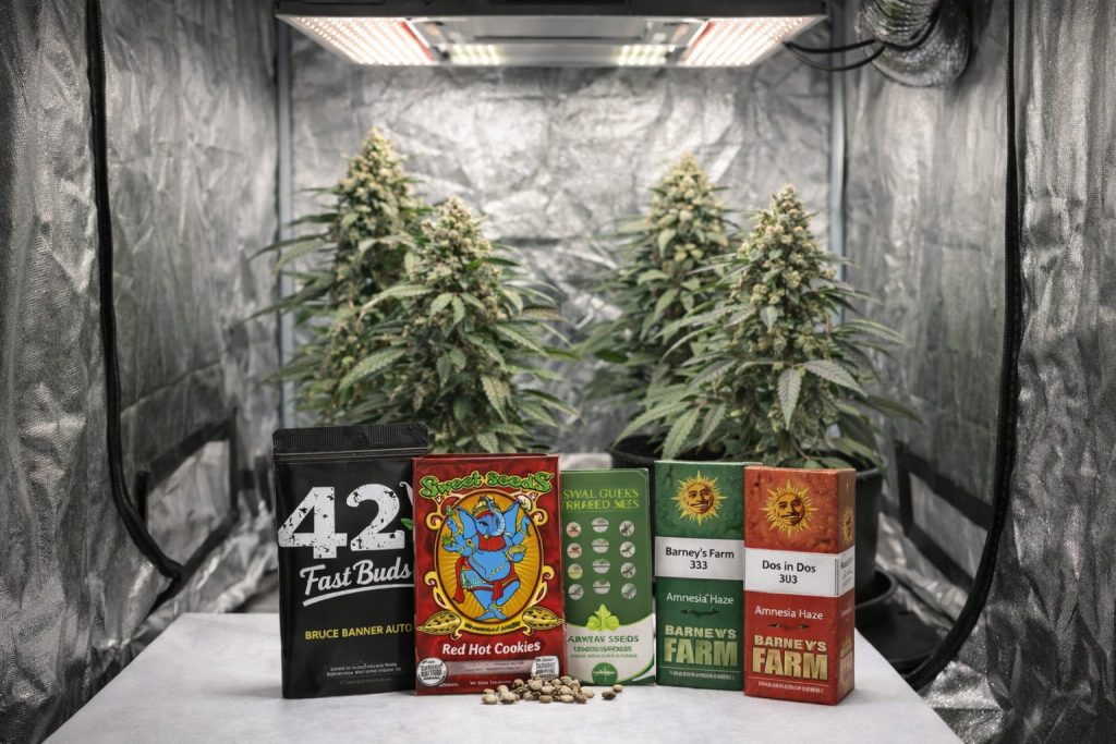 Selección de semillas autoflorecientes de Fast Buds, Sweet Seeds y Barney’s Farm frente a plantas en armario indoor