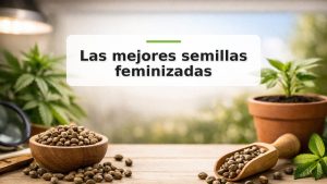 Semillas y plántula de cannabis con texto las mejores semillas feminizadas en imagen destacada