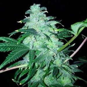 22 - 6 u. fem. The Cali Connection