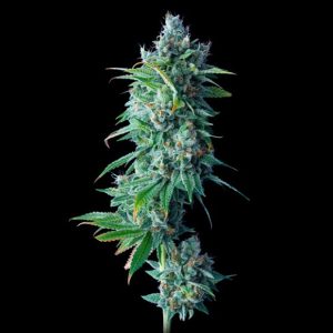 24K Gold 3 u. fem. DNA Genetics