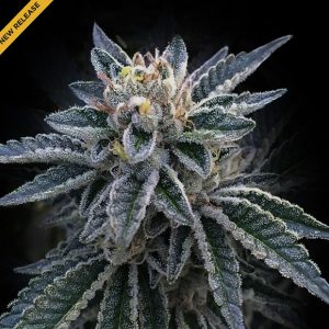 3 Peat 3 u. fem. DNA Genetics