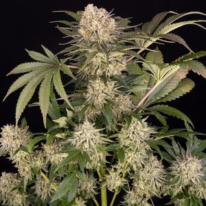 semillas feminizadas AK-47 de Barney's Farm para cultivo