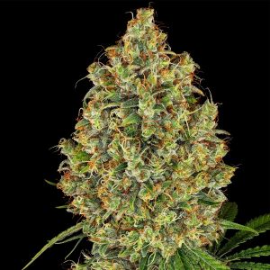 AK420 White Label