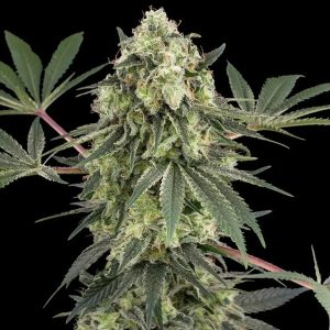 Acai Bacio White Label