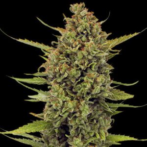 Semillas regulares Acapulco Gold Barney's en mano para cultivo botánico de marihuana