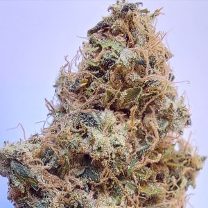 African Gas Ace Seeds