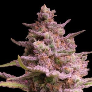 semillas feminizadas Ak-Terma de Advanced Seeds para cultivo
